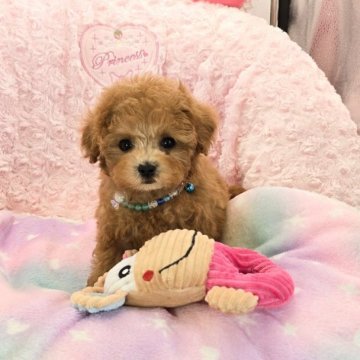 トイプードル(タイニー)【沖縄県・男の子・2025年6月21日・アプリコット】の写真「お目目パッチリ可愛い子！こぶりちゃん」