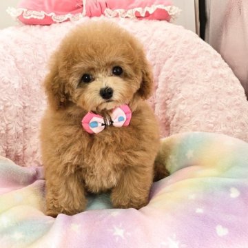 タイニープードル【沖縄県・女の子・2025年2月16日・レッド又は濃いアプリコット】の写真「訳ありで大幅値下げしました！」