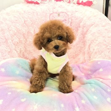 トイプードル(タイニー)【沖縄県・男の子・2024年8月29日・レッド】の写真「クリスマスセール開催！！とても可愛いですよ！」