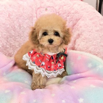 トイプードル(タイニー)【沖縄県・女の子・2025年9月12日・アプリコット】の写真「パッチリお目目がとても可愛いですよ～💛」