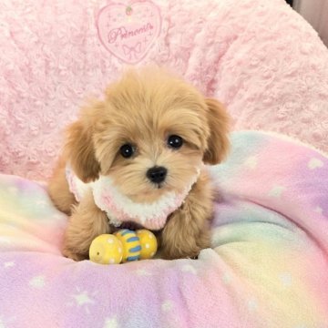 ミックス(トイプードル×ミックス)【沖縄県・女の子・2025年8月29日・アプリコット】の写真「お目目パッチリ！小さくてすごく可愛い子！！」