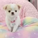 チワワ(ロング)