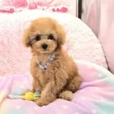 タイニープードル
