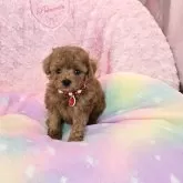 ティーカッププードル