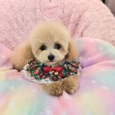 トイプードル(ティーカップ)