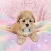 ティーカッププードル