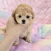 ティーカッププードル