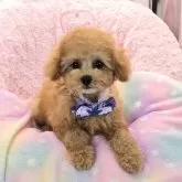 タイニープードル