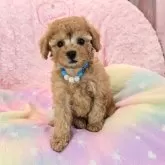 タイニープードル