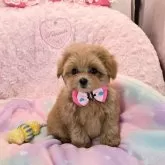 ミックス(トイプードル×ミックス)【沖縄県・女の子・2025年8月29日・アプリコット】の写真1