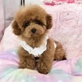 タイニープードル