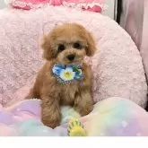 タイニープードル【沖縄県・男の子・2025年6月21日・アプリコット】の写真1