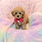 タイニープードル