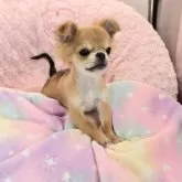 チワワ(ロング)