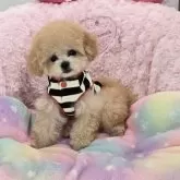 ティーカッププードル