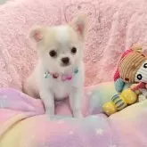 チワワ(ロング)【沖縄県・女の子・2025年6月10日・ホワイト&クリーム】の写真2