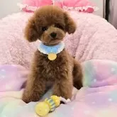 タイニープードル【沖縄県・男の子・2025年6月21日・アプリコット】の写真2