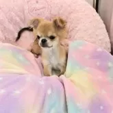 チワワ(ロング)【沖縄県・男の子・2025年8月18日・フォーン&ホワイト】の写真4