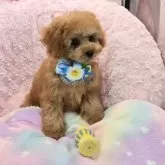 タイニープードル【沖縄県・男の子・2025年6月21日・アプリコット】の写真4