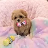 ミックス(トイプードル×ミックス)【沖縄県・女の子・2025年8月29日・アプリコット】の写真4