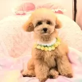 タイニープードル【沖縄県・男の子・2025年6月21日・アプリコット】の写真4