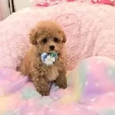タイニープードル【沖縄県・男の子・2025年8月30日・アプリコット】の写真4