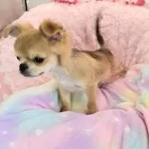 チワワ(ロング)【沖縄県・男の子・2025年8月18日・フォーン&ホワイト】の写真5