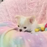 チワワ(ロング)【沖縄県・女の子・2025年6月10日・ホワイト&クリーム】の写真5