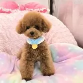 タイニープードル【沖縄県・男の子・2025年6月21日・アプリコット】の写真6