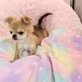 チワワ(ロング)【沖縄県・男の子・2025年8月18日・フォーン&ホワイト】の写真6