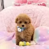 タイニープードル【沖縄県・男の子・2025年8月30日・アプリコット】の写真6