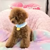 タイニープードル【沖縄県・男の子・2025年6月21日・アプリコット】の写真7