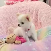 チワワ(ロング)【沖縄県・女の子・2025年6月10日・ホワイト&クリーム】の写真8