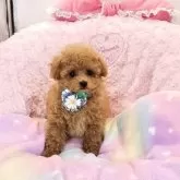 タイニープードル【沖縄県・男の子・2025年8月30日・アプリコット】の写真8