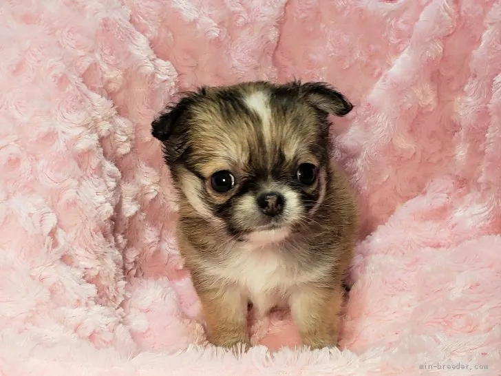 ID：2011-01367の子犬