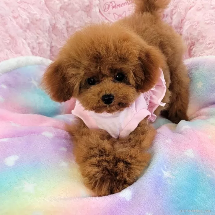 ID:2311-06576の子犬