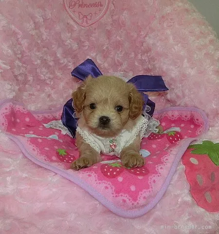 ID:1511-00731の子犬