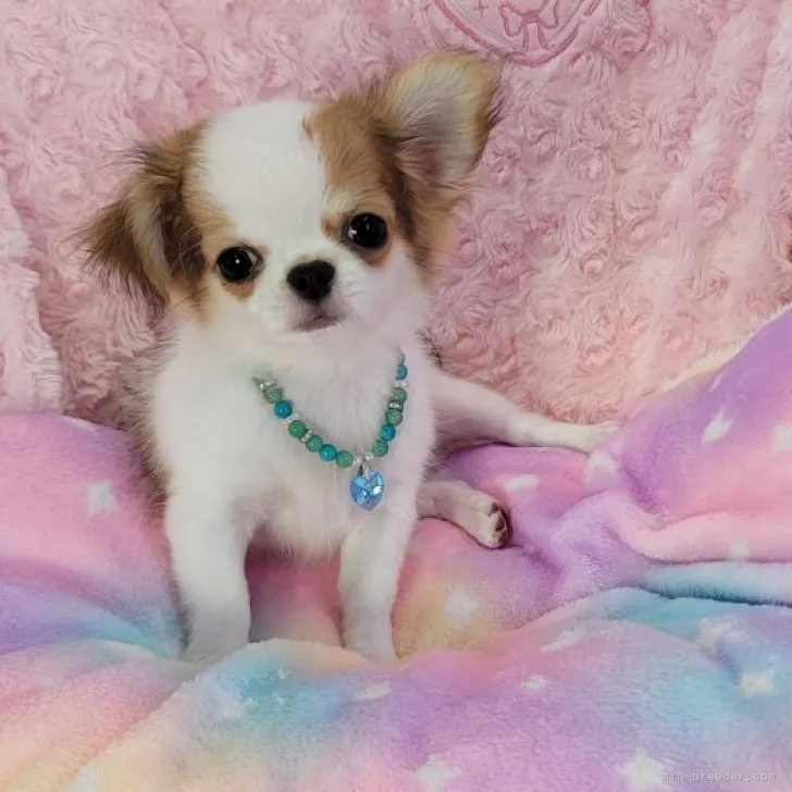 ID:2309-06595の子犬