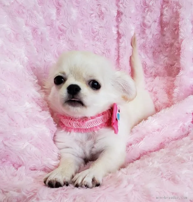 ID：1902-03029の子犬