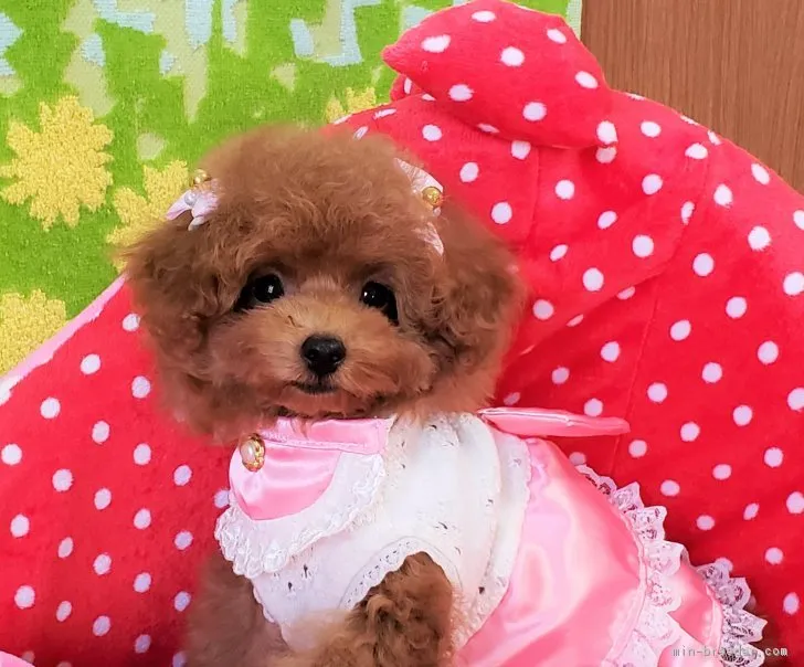 ID:1811-01354の子犬
