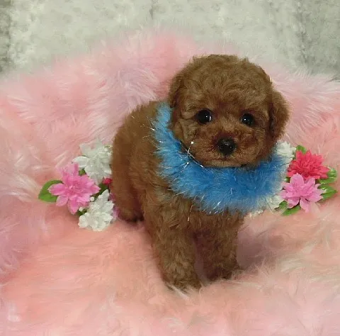 ID:1311-00750の子犬