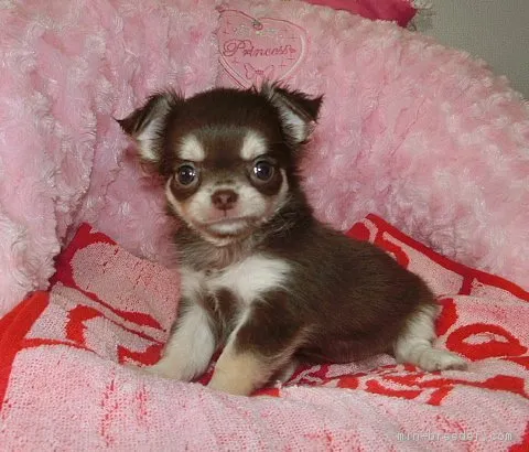 ID：1709-01731の子犬