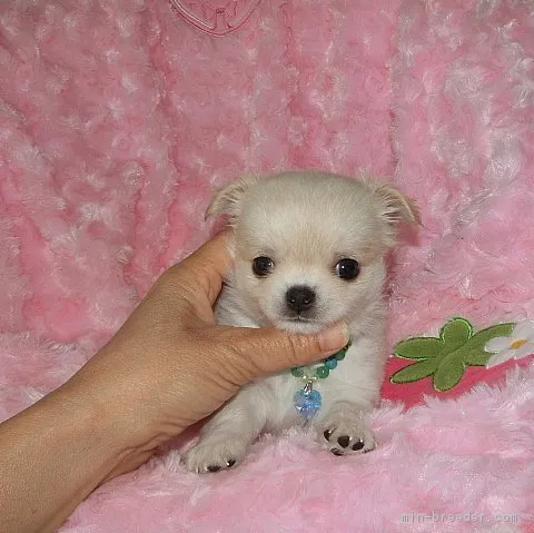 ID:1611-01257の子犬
