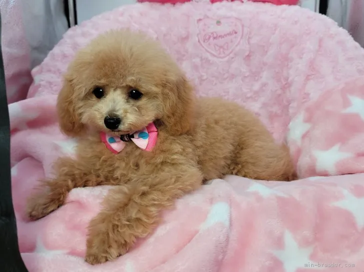 ID：2108-00745の子犬