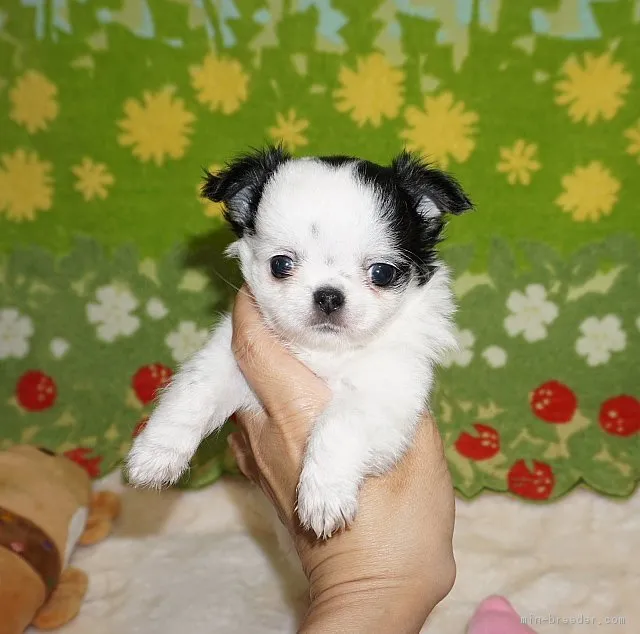 ID：1807-00287の子犬