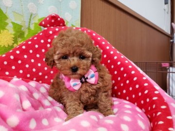 トイプードル(タイニー)【沖縄県・女の子・2019年10月30日・レッド】の写真「お鼻詰まったすごく可愛い女の子！今だけこのお値段で」