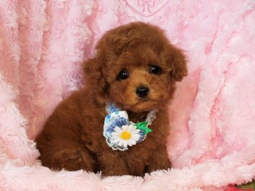 トイプードル(タイニー)【沖縄県・男の子・2020年6月12日・レッド】の写真「お目目パッチリ！ハンサム君！！」