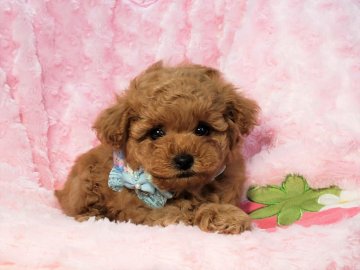 トイプードル(ティーカップ)【沖縄県・男の子・2020年5月8日・レッド】の写真「お目目パッチリ！色素バッチシ！丸顔ハンサム君」