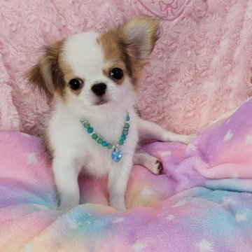 チワワ(ロング)【沖縄県・男の子・2023年7月27日・フォーン&ホワイト】の写真「☆愛嬌一杯！お目目パッチリ！可愛いです！」