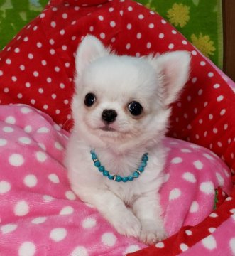 チワワ(ロング)【沖縄県・男の子・2019年5月21日・ホワイト&クリーム】の写真「お顔も性格もすごく可愛いですよ～」
